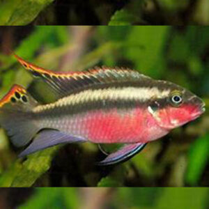 Super Red Kribensis ***NEW***
