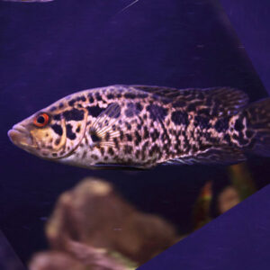 Jagular Cichlid***NEW***