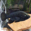 Polleni Cichlid***NEW***