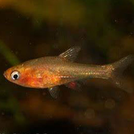 Red Axelrodi Rasbora ***NEW***