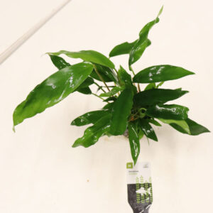 Anubias Minima  high quality pot