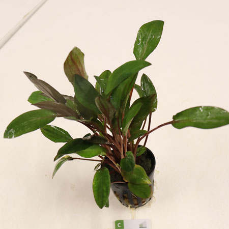 High Quality Cryptocryne Beckettii pot