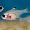 Panda Eyed Pristilla Tetra  ***NEW*** 