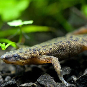 African Dwarf Frog 