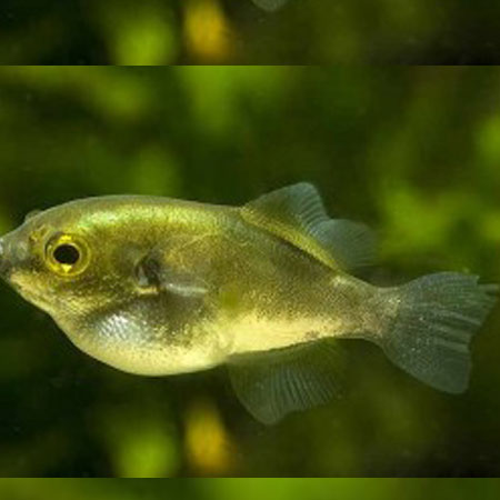 Avacado Puffer ***NEW***