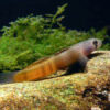 Red Banded Goby ***NEW***  