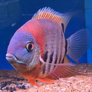 Red Neck Severum ***NEW*** 
