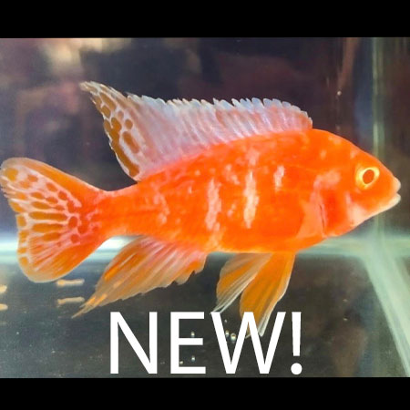 Albino Marble Peacock 9-11cm