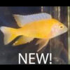 Lemon Golden Peacock 4-6cm