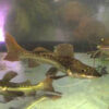 Yellow Tail Catfish 6.5CM 