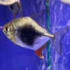 Blackberry Silver Dollar 5cm