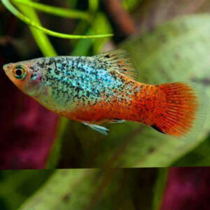 Blue Coral Calico Platy 3.5-4cm