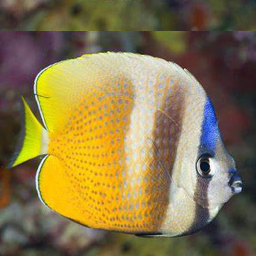 Sunburst Butterfly ***NEW***