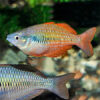 Lake Kurumoi Rainbow ***NEW*** 