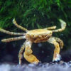 Pom Pom Crab ***NEW***