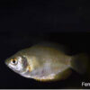 FEMALE Neon Blue Dwarf Gourami  