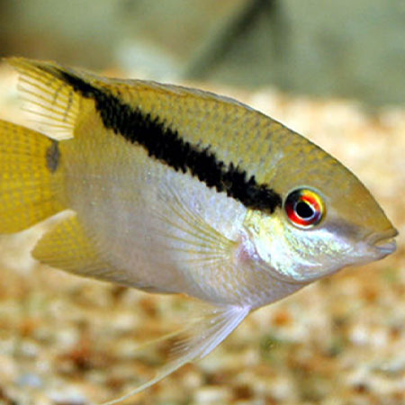 Flag Cichlid ***NEW***