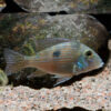 Geophagus Parnaibae 6/7cm 