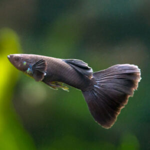 Black Moscow Male Guppy ***NEW***