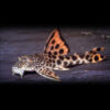 Peckoltia Sabaji L075(Para Pleco) 4-5cm