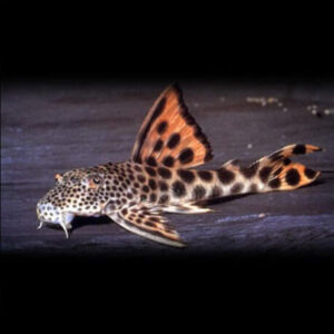 Peckoltia Sabaji L075(Para Pleco) 4-5cm