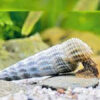 Hymalayan Rabbit Snail ***NEW***