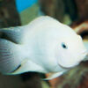 Albino Convict Cichlid ***NEW***