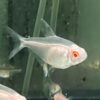 Albino lemon Tetra 