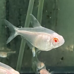 Albino lemon Tetra 