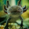 Axolotl Wild Form 5-6cm