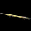 Borneo Gold Line HalfBeak ***NEW*** 