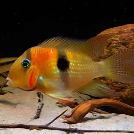 Guianacara Owroeweji ***NEW***