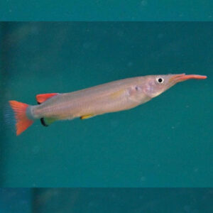 Celebus HalfBeak 5/6cm