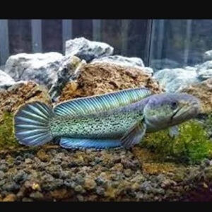 Channa Stewartii 6-7cm ***NEW***