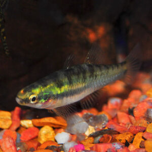 Sunburst Gudgeon  ***SALE***   