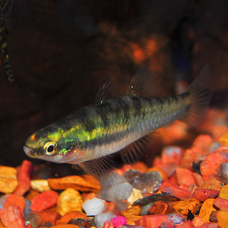 Sunburst Gudgeon ***SALE***