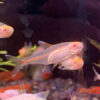 Albino Glowlight Tetra 