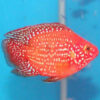 Balloon Blood Red Jewel Cichlid ***NEW***