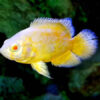Lemon Oscar 7/8cm High Grade