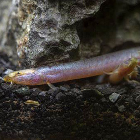 Bitaimac Neon Loach ***NEW***