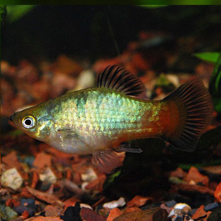 Rainbow Platy 3.5-4cm