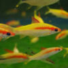 Golden Denison Barb ***STUNNING COLOUR***