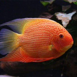 Gold spot Severum  5/6cm