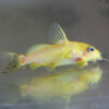 Synodontis Nigrita Yellow 7-8cm