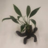 Anubias Mimima on Faux Driftwood **NEW**    