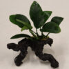 Anubias Nana on Faux Driftwood **NEW**  