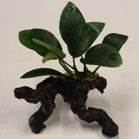 Anubias Nana on Faux Driftwood **NEW**