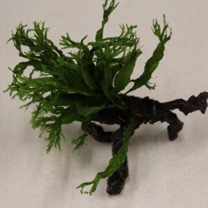 Microsorium Pteropus Windelov on Faux Driftwood **NEW**