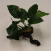 Anubias Bartheri on Faux Driftwood **NEW**    