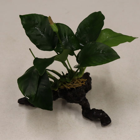 Anubias Bartheri on Faux Driftwood **NEW**